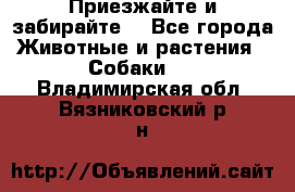 Приезжайте и забирайте. - Все города Животные и растения » Собаки   . Владимирская обл.,Вязниковский р-н